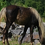 Rocky_ Mountain_ Horse_ 3(24)